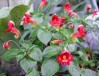 Nature forest Kilimanjaro wild flowers, Moshi