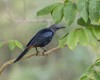 Private Guide in Arusha