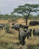 Private Guide in Serengeti