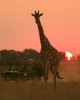 Safari in Arusha