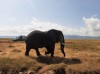 safari, Tarangire, Tanzania