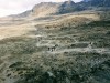 LEMOSHO, MT KILIMANJARO