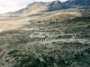 LEMOSHO, Kilimanjaro, MT KILIMANJARO