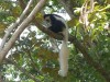 colobus monkey, Kilimanjaro