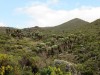 Giant groundsel, MT KILIMANJARO
