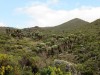 Giant groundsel, Kilimanjaro, MT KILIMANJARO