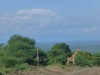 mt kilimanjaro, MT KILIMANJARO