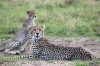 cheeter in serengeti, Serengeti, serengeti