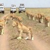 lion in serengeti, Serengeti, serengeti