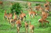 impala in serengeti, Serengeti, serengeti