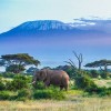 mt kilimanjaro., Kilimanjaro, MT KILIMANJARO