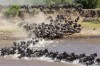 serengeti migration, Serengeti, serengeti