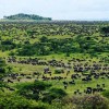serengeti migration, Serengeti, serengeti