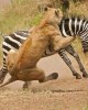 Safari in Manyara