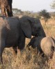 Safari in Serengeti