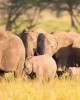 Safari in Dar Es Salaam