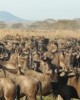 Safari in Serengeti