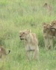 Safari in Serengeti