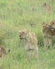 Safari in Manyara