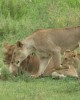 Safari in Serengeti