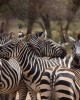 Adventure tour in Serengeti