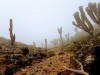 LEMOSHO, Kilimanjaro, MT KILIMANJARO