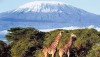 mt kilimanjaro., MT KILIMANJARO