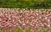 Lake Manyara National Park Flamingos home, Manyara, Manyara National Park