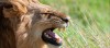 Big five tracking, Serengeti National Park