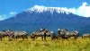 Trek the roof of Africa with us, Machame, Kilimanjaro National Park