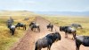 Serengeti Wildebeest Tracking Tanzania Safari, Serengeti, Serengeti National Park