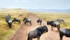 Serengeti Wildebeest Tracking Tanzania Safari, Serengeti National Park