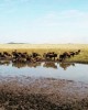 Private tour in Serengeti