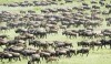 Magical Migration Luxury Beach Holiday Safari Tours, Serengeti, Serengeti National Park