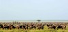 Magical Migration Luxury Beach Holiday Safari Tours, Serengeti National Park