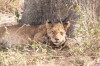 tanzania safaris, Serengeti, Musoma