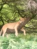Climbing lion in lake Manyara, Manyara, Tanzania Climbing lion in lake Manyara, Manyara, Tanzania