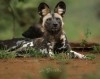 Mkomazi national park, Moshi, Mkomazi national park