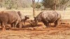 Mkomazi national park, Moshi, Mkomazi national park