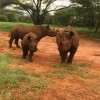 Rhino, Moshi, Mkomazi national park
