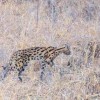 Mkomazi national park, Moshi, Same Kilimanjaro