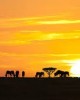 Safari in Arusha