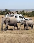 Safaris Tanzania. Moshi. Tanzania
