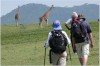 walking safaris, Moshi, Ngorongoro conservation area Olmoti