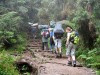 Trekking up through Kilimanjaro forest, Moshi