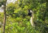 Kilimanjaro forest animals, Rongai route