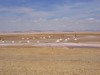 Dry lake, Tunis