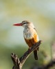 Eco and Wildlife tour in Entebbe