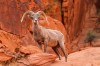 Bighorn Sheep, Las Vegas, Hoover Dam