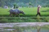 Paddy field, Hoi An